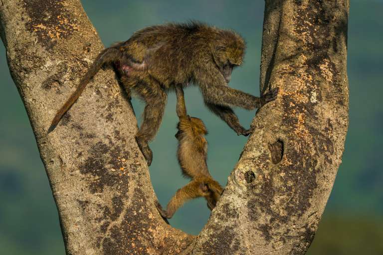 Hércules, el babuino: Un babuino oliváceo recién nacido parece demostrar una fuerza descomunal al sostener a un adulto por encima de su cabeza. Andy Parkinson - Nikon Comedy Wildlife Awards