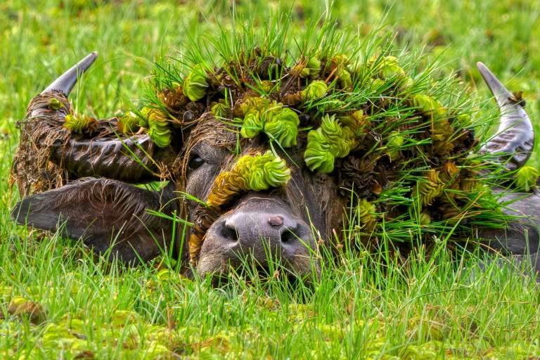 Doris con su sombrero: Cuando esta búfala levantó la cabeza, parecía que llevaba un sombrero elegante, ¡así que la llamamos Doris! Andy Rouse - Nikon Comedy Wildlife Awards