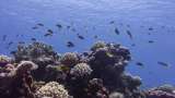 Casi todos los arrecifes de coral de aguas poco profundas podrían colapsar para 2075: UICN