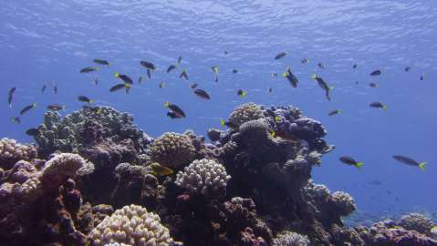 Casi todos los arrecifes de coral de aguas poco profundas podrían colapsar para 2075: UICN