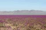 Tras lluvias inusuales, uno de los desiertos más áridos del mundo se llena de flores