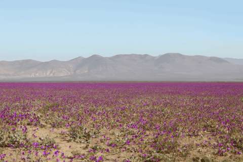 Tras lluvias inusuales, uno de los desiertos más áridos del mundo se llena de flores