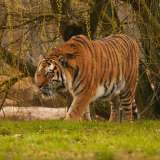 Tigre que mató a hombre en parque de Inglaterra no será sacrificado: esto se sabe del caso