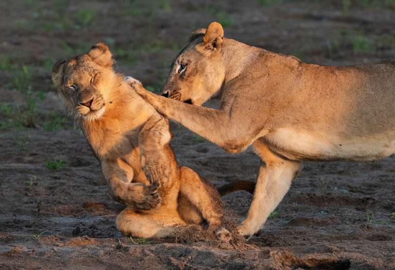 Un empujón: Una manada de leones jugaba en el lecho del río Ruckomechi, en Zimbabue. Andy Rouse - Nikon Comedy Wildlife Awards
