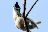 ¿Por qué algunas aves cantan tan fuerte? El récord lo tiene un pájaro suramericano