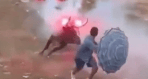 Prendieron fuego a un toro en las corralejas de Sabanalarga, Atlántico