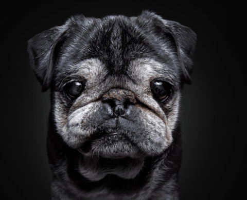 En fotos: la vejez de los perros queda retratada en una serie llena de ternura