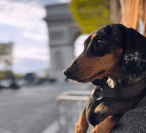Perros salchicha se tomaron los Campos Elíseos en París durante un desfile con fin solidario