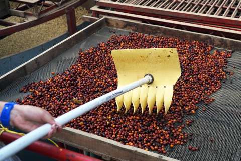 Producción de café en Colombia cayó 15 % en el año cafetero 2025-2026