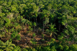 Recuperar un bosque cuesta muchísimo más que cuidarlo a tiempo