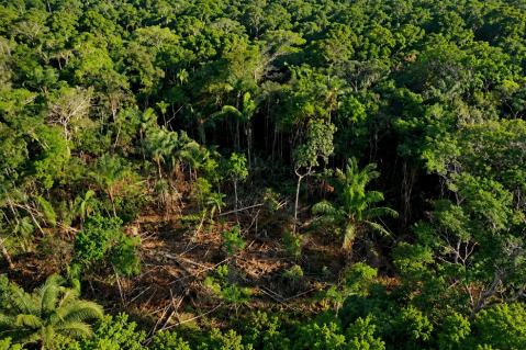 Recuperar un bosque cuesta muchísimo más que cuidarlo a tiempo
