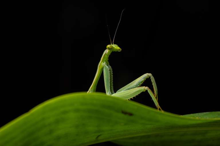 Mantis sexy: Una diminuta mantis verde se asoma por encima de una hoja durante un paseo nocturno en una zona de Cusco, Perú, que aún espera ser protegida. Diego Pérez - Nikon Comedy Wildlife Awards