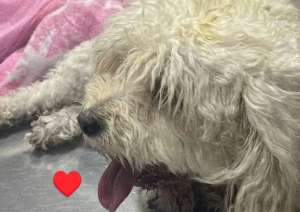 Murió Molly, la perrita que saltó de un piso 5 durante un incendio