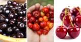 Diferencias entre capulí, acerola y ciruela: ¿cual escoger?