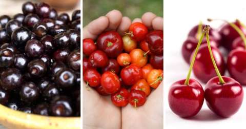 Diferencias entre capulí, acerola y ciruela: ¿cuál escoger?