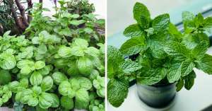Diferencias entre la menta y la hierbabuena: ¿Cómo reconocer estas plantas?