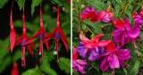 ¿Cómo reconocer una fucsia nativa y distinguirla de una híbrida? Claves para identificarlas