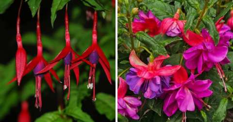 ¿Cómo reconocer una fucsia nativa y distinguirla de una híbrida? Claves para identificarlas