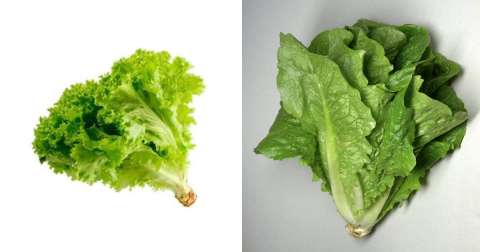 Diferencias entre lechuga crespa y romana: ¿Cuál elegir?