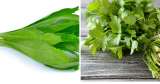 Diferencias entre el cilantro y el culantro: ¿cuál escoger?