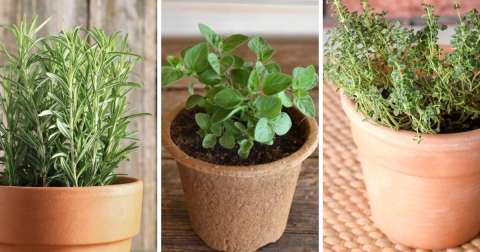 Las 3 plantas aromáticas que puede cultivar en macetas desde noviembre