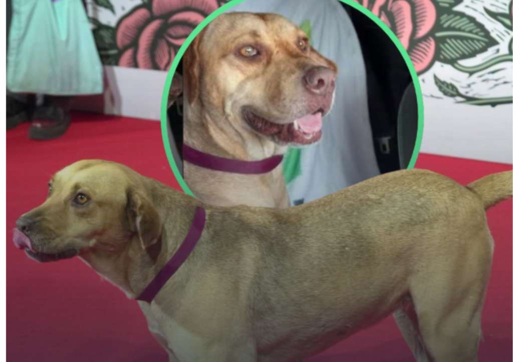 La perrita que desfiló junto al elenco de Hombre al Agua en el Festival de Cine de Morelia fue resguardada por una ciudadana tras ser vista en las calles de Michoacán.