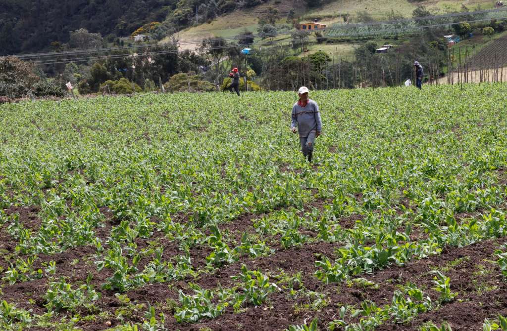 ACOMPAÑA CRÓNICA: COLOMBIA MEDIOAMBIENTE AMDEP3499. BOGOTÁ (COLOMBIA), 03/10/2026.- Fotografía del 25 de septiembre de 2026 de un campesino durante una jornada de trabajo en el sector de Mochuelo, junto al relleno sanitario de Doña Juana en Bogotá (Colombia). La montaña de basura que genera Bogotá se acumula desde hace años junto a otra: la que acoge los cultivos y viviendas de Mochuelo Alto, una aldea en la que las familias conviven con el olor, el ruido y los problemas sanitarios que arrastra el mayor vertedero de América Latina. EFE/ Mauricio Dueñas Castañeda