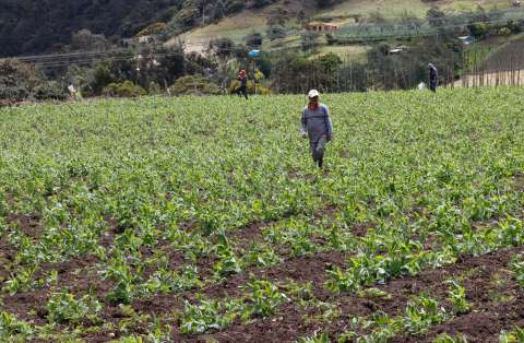 El fenómeno de El Niño en su mesa: así impacta la producción y precios de los alimentos