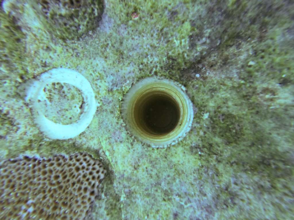Imagen de un individuo de coral "Siderastrea siderea", luego de la extracción del núcleo.