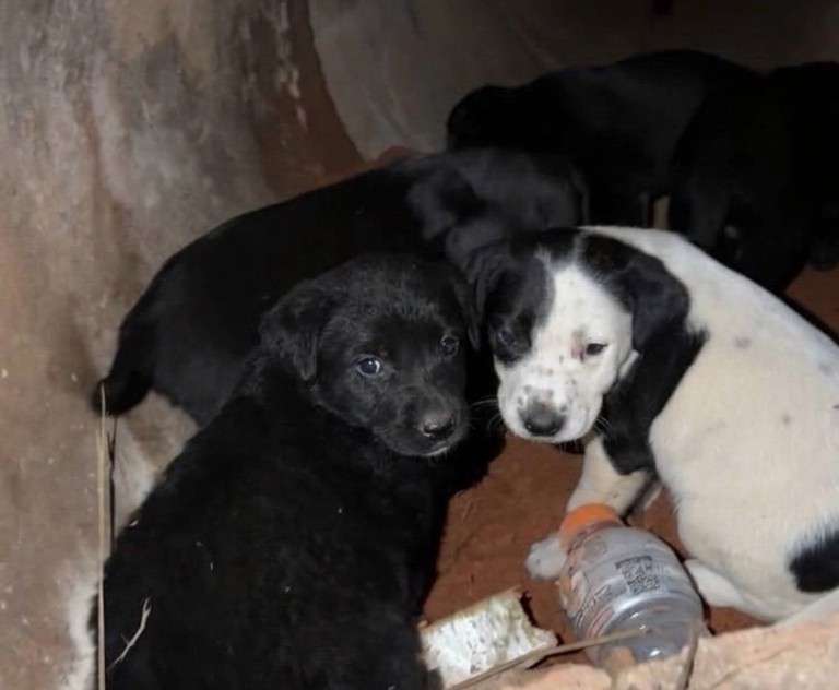 Rescataron a una perrita y sus seis cachorros de una alcantarilla: necesitan ayuda