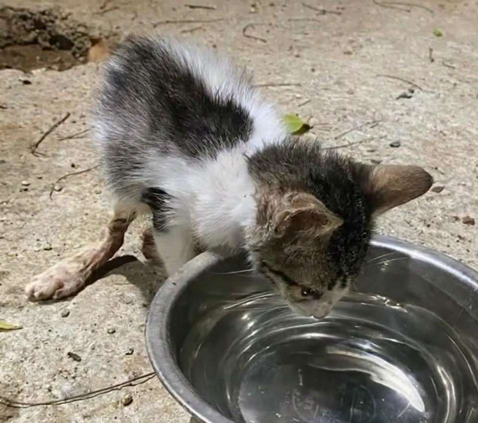 Gatita bebé fue encontrada con una grave lesión en una pata: necesita ayuda