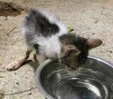 Gatita bebé fue encontrada con una grave lesión en una pata: necesita ayuda