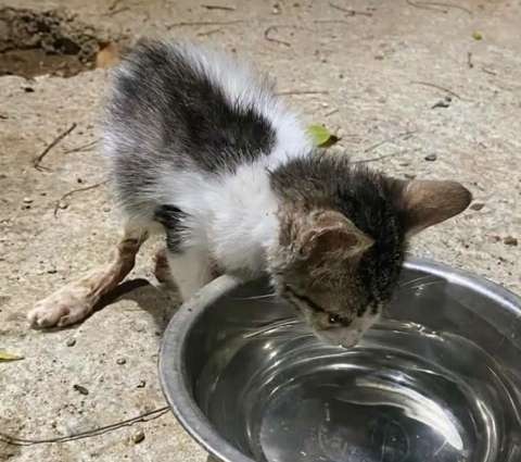 Gatita bebé fue encontrada con una grave lesión en una pata: necesita ayuda