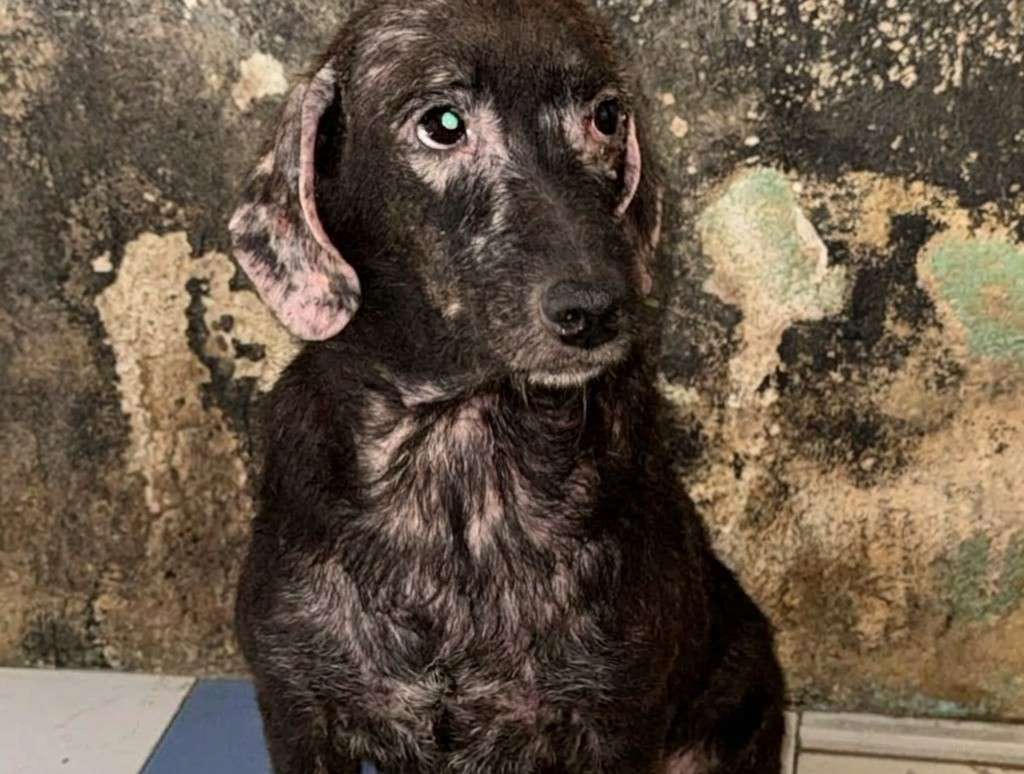 ¿Qué es la leishmaniasis? La enfermedad que padece Morita, una perrita rescatada en Melgar