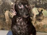 ¿Qué es la leishmaniasis? La enfermedad que padece Morita, una perrita rescatada en Melgar