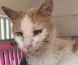 Gato rescatado está hospitalizado por anemia y necesita ayuda para su recuperación