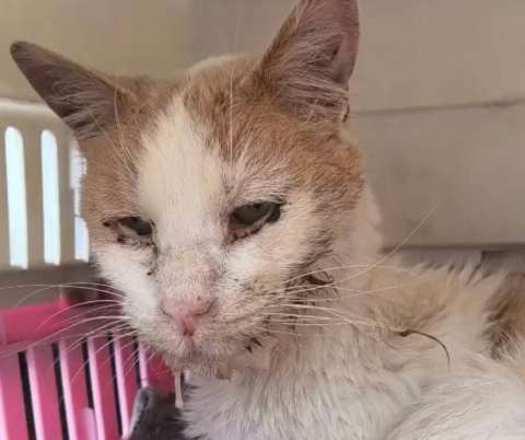 Gato rescatado está hospitalizado por anemia y necesita ayuda para su recuperación