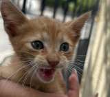 Salvemos a Fogata: buscan donaciones para atender a un gatito gravemente herido