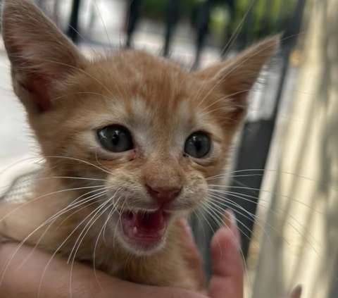 Salvemos a Fogata: buscan donaciones para atender a un gatito gravemente herido