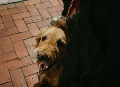 Perrita con cáncer recibió una serenata de despedida antes de la eutanasia