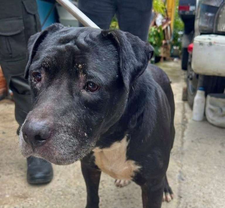 Rescatan a perro que llevaba años encerrado en una vivienda de Cali