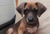 Pitaya busca un hogar: esta cachorrita de cuatro meses está lista para ser adoptada