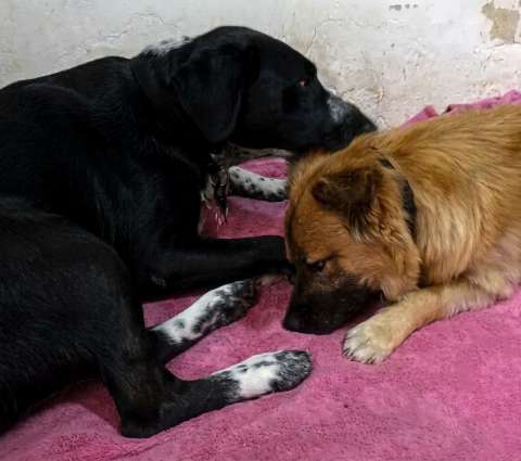 Luna y Mono podrían quedar en la calle en noviembre: así puede ayudarlos en Sogamoso