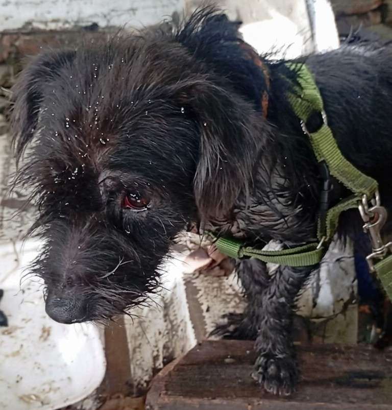 Perro con una herida infectada y otro desnutrido necesitan ayuda en Barranquilla