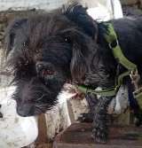 Perro con una herida infectada y otro desnutrido necesitan ayuda en Barranquilla