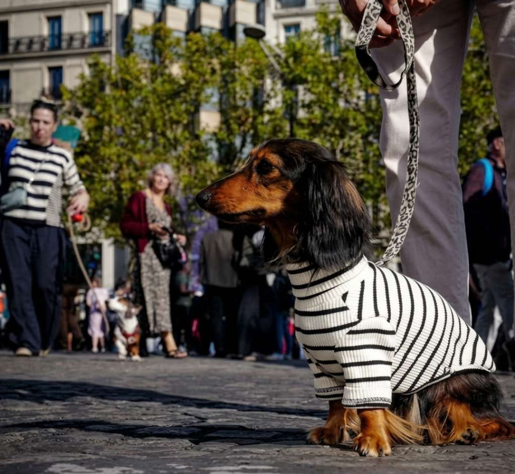 Perros salchicha se tomaron los Campos Elíseos en París durante un desfile con fin solidario