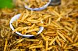 ¿Se atrevería a probar recetas con insectos? Así se consumen alrededor del mundo 