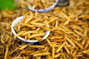 ¿Se atrevería a probar recetas con insectos? Así se consumen alrededor del mundo 
