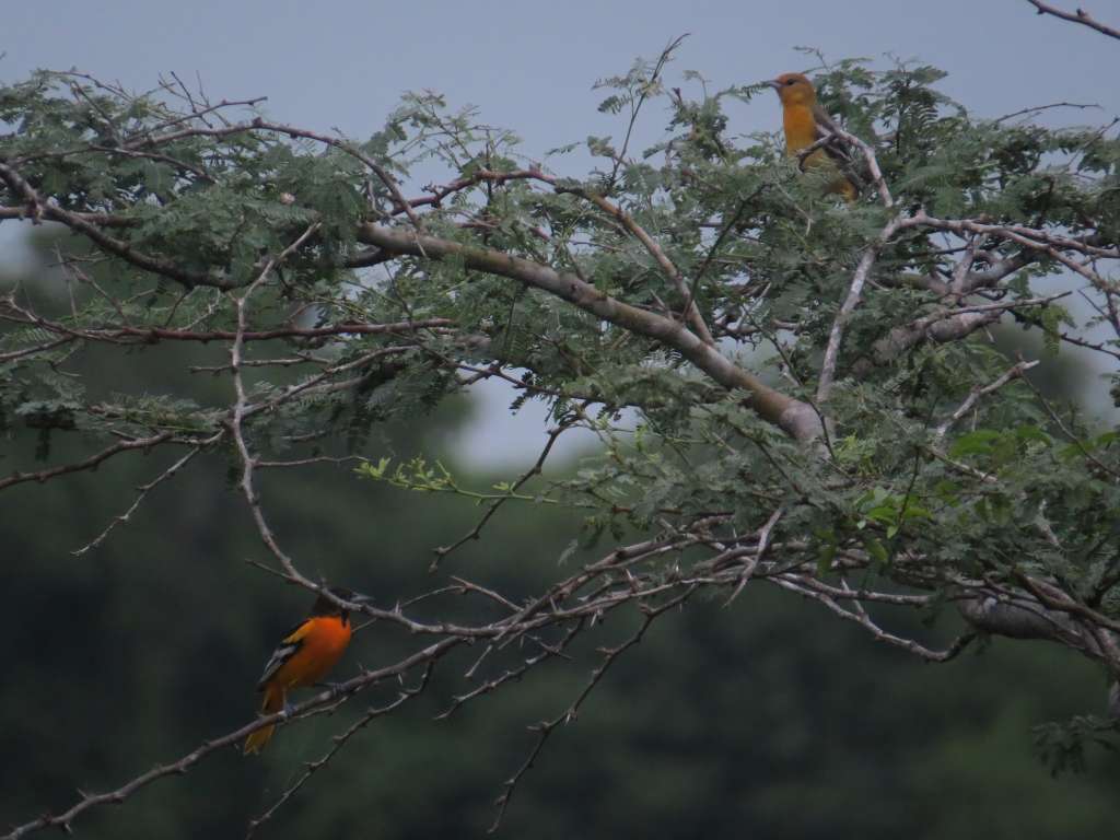 "Icterus galbula", cuyo nombre común es turpial de Baltimore.