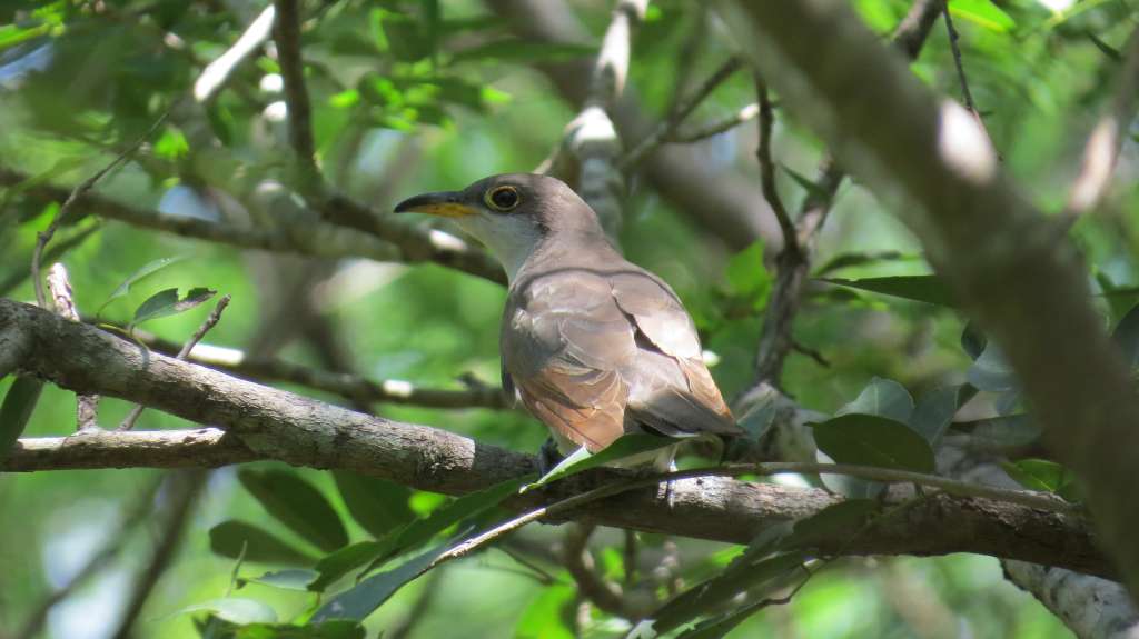 "Coccyzus americanus", conocido comúnmente como cuco americano, es una de las especies que atraviesa el continente para llegar a La Guajira.